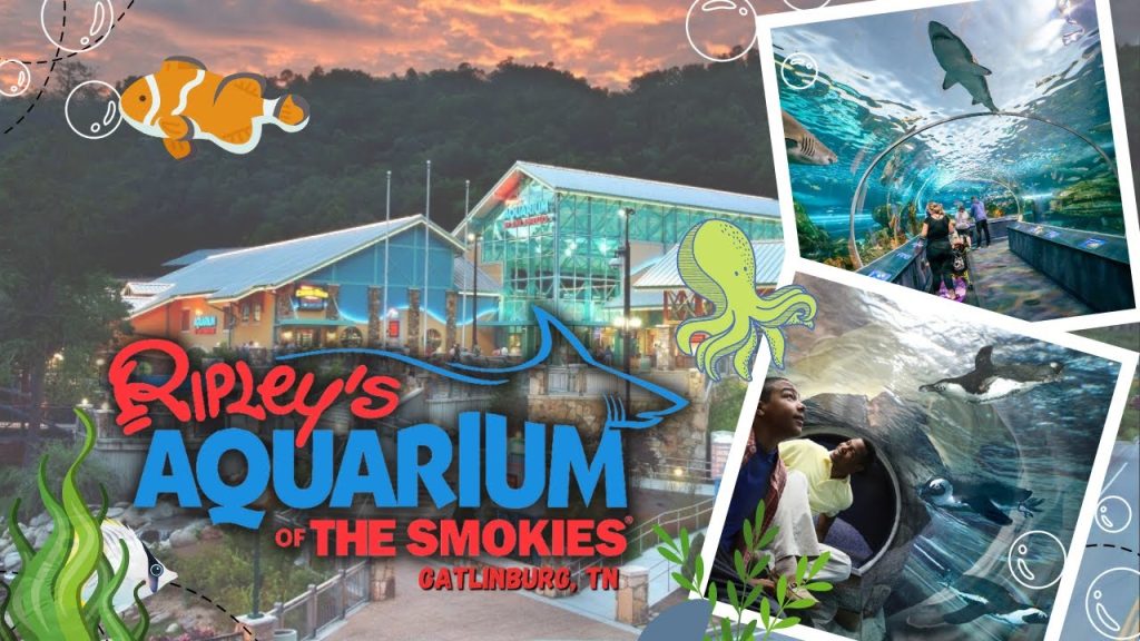 The Smokies: First Time Visitor Guide